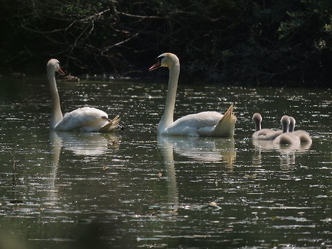 Happy family  Cygnus olor,Geotagged,Italy,Mute Swan,Summer