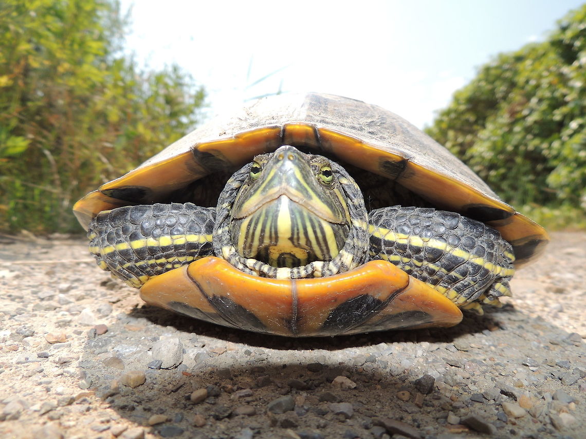 Pond slider An invasive alien species in our lake  Geotagged,Italy,Pond Slider,Summer,Trachemys scripta