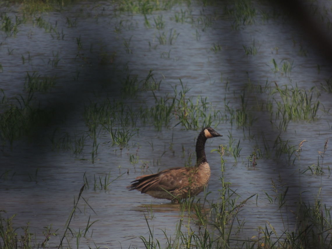 DSCN4788  Branta canadensis,Canada goose,Geotagged,Italy,Summer