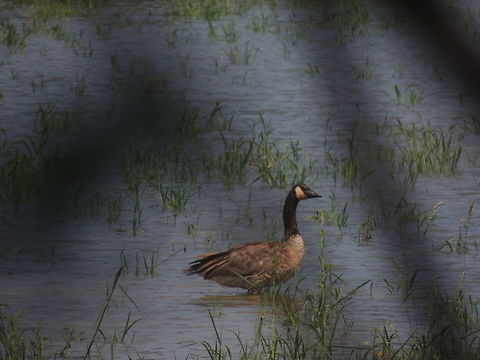DSCN4788  Branta canadensis,Canada goose,Geotagged,Italy,Summer