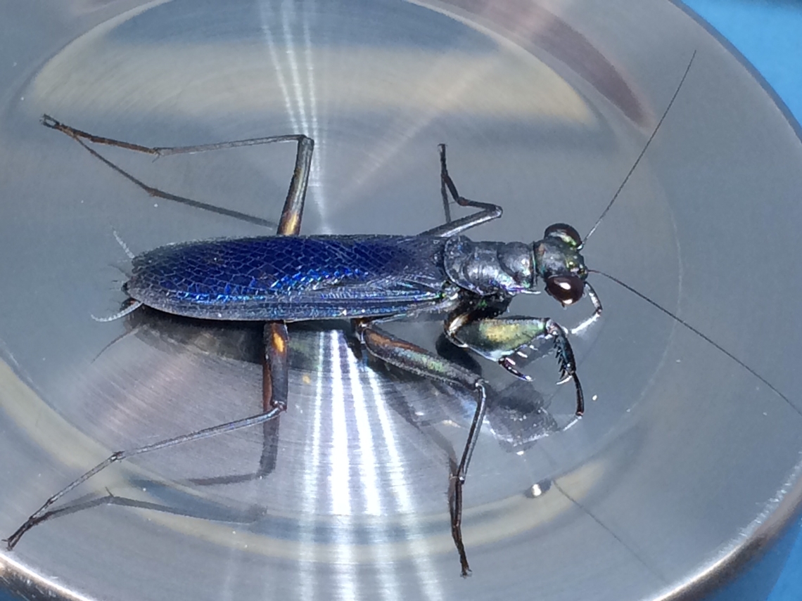 Metallyticus splendidus Male Metallyticus splendidus Captive bred usmantiscom  Geotagged,Metallyticus splendidus,Summer,United States