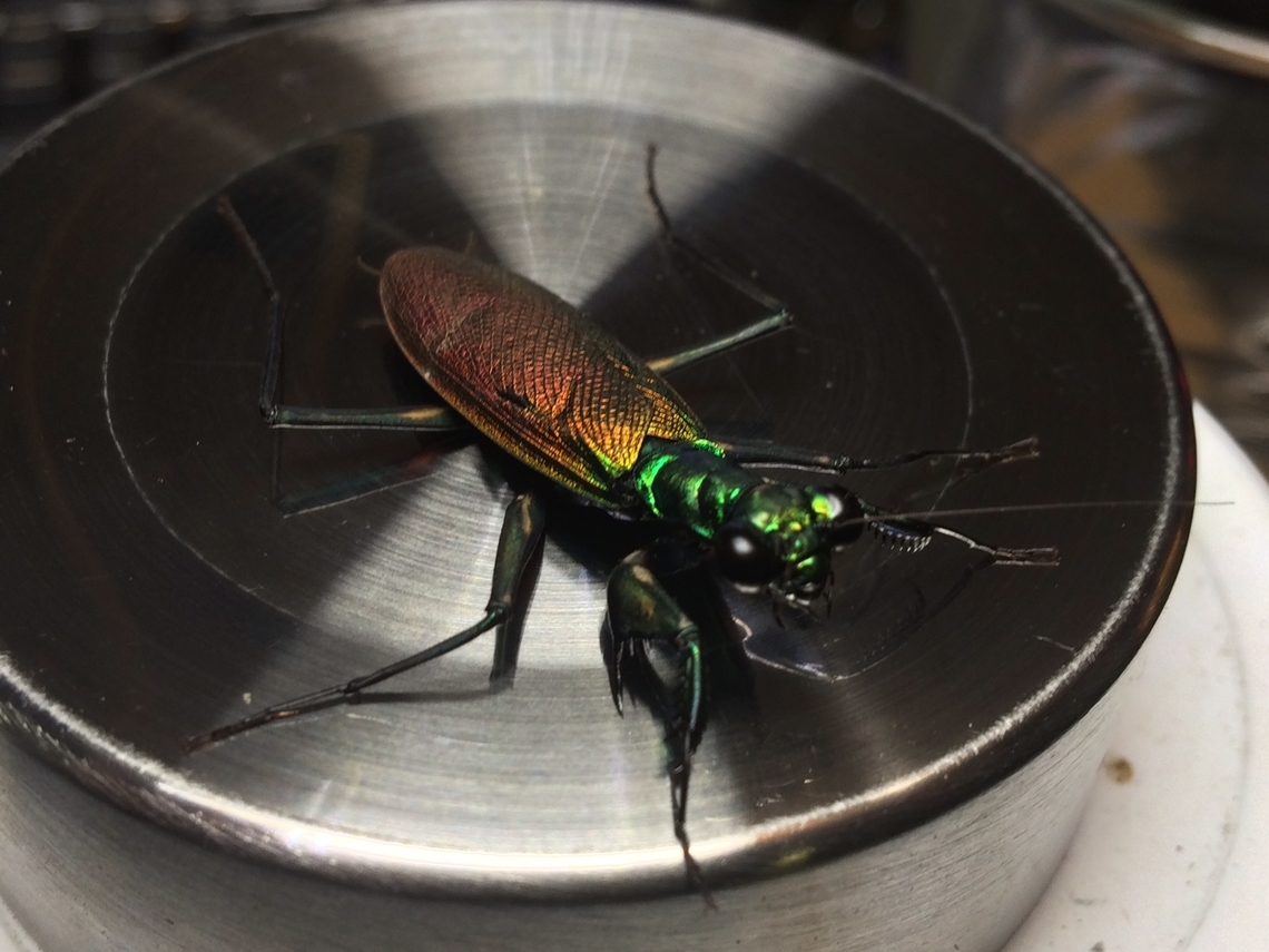 Metallyticus splendidus Female Captive bred usmantiscom  Fall,Geotagged,Metalliticus,Metallyticus splendidus,United States