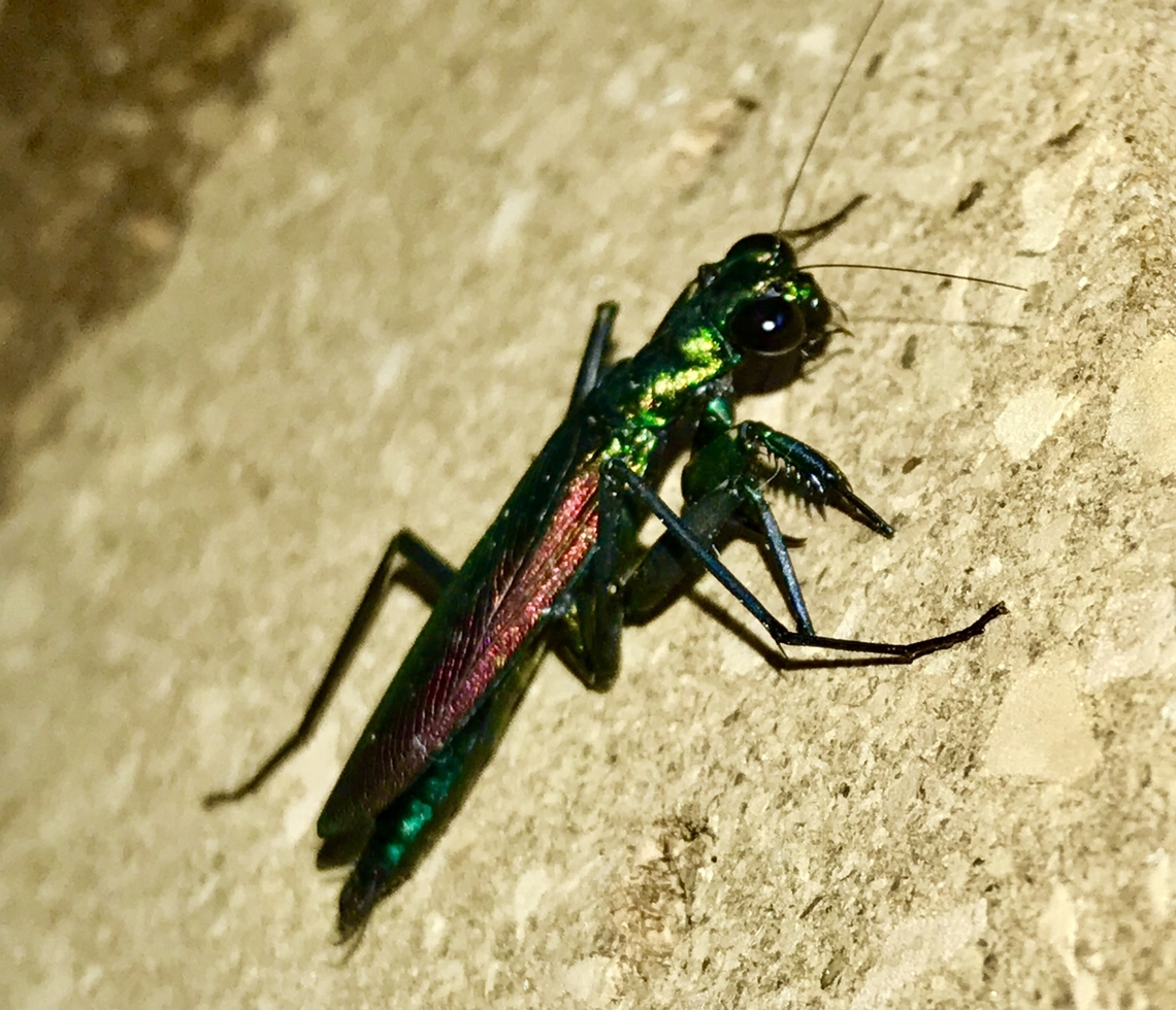 Metallyticus splendidus Captive bred M splendidus female Geotagged,Metallyticus splendidus,Summer,United States