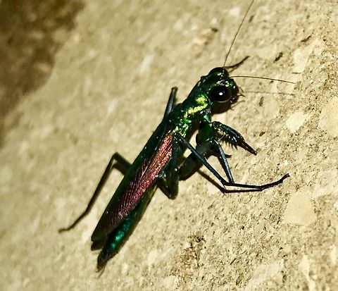 Metallyticus splendidus Captive bred M splendidus female Geotagged,Metallyticus splendidus,Summer,United States