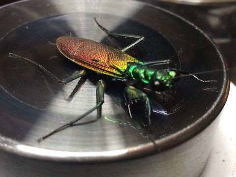 Metallyticus splendidus Female Metallyticus splendidus Captive bred usmantiscom  Fall,Geotagged,Metallyticus splendidus,United States,usmantis.com