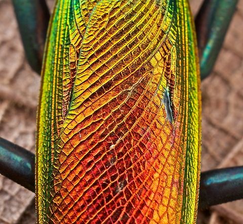 Metallyticus splendidus Captive bred Female M splendidus  Metalliticus,Metallyticus splendidus,irridescent,praying mantis