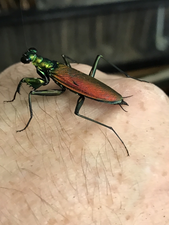 Metallyticus splendidus Captive bred Metallyticus splendidus Captive bred<br />
Iridescent bark mantis  Geotagged,Metalliticus,Metallyticus splendidus,Spring,United States,bark mantis