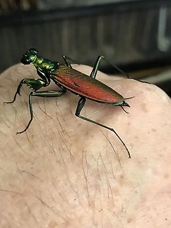Metallyticus splendidus Captive bred Metallyticus splendidus Captive bred
Iridescent bark mantis  Geotagged,Metalliticus,Metallyticus splendidus,Spring,United States,bark mantis