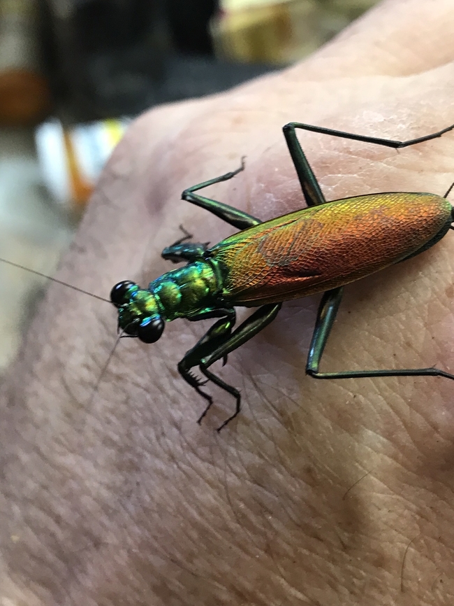 Metallyticus splendidus Metallyticus splendidus Captive bred Female Geotagged,Iridescent Bark Mantis,Metalliticus,Metallyticus splendidus,Spring,United States