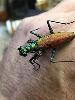 Metallyticus splendidus Metallyticus splendidus Captive bred Female Geotagged,Iridescent Bark Mantis,Metalliticus,Metallyticus splendidus,Spring,United States