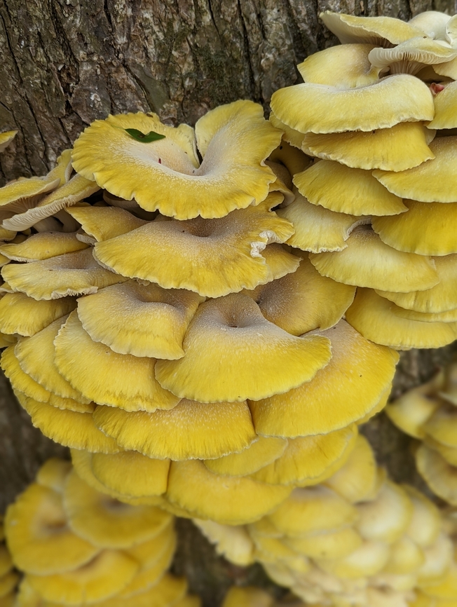 PXL_20220511_222852686.PORTRAIT_