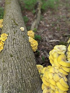 PXL_20220511_222849199.PORTRAIT_