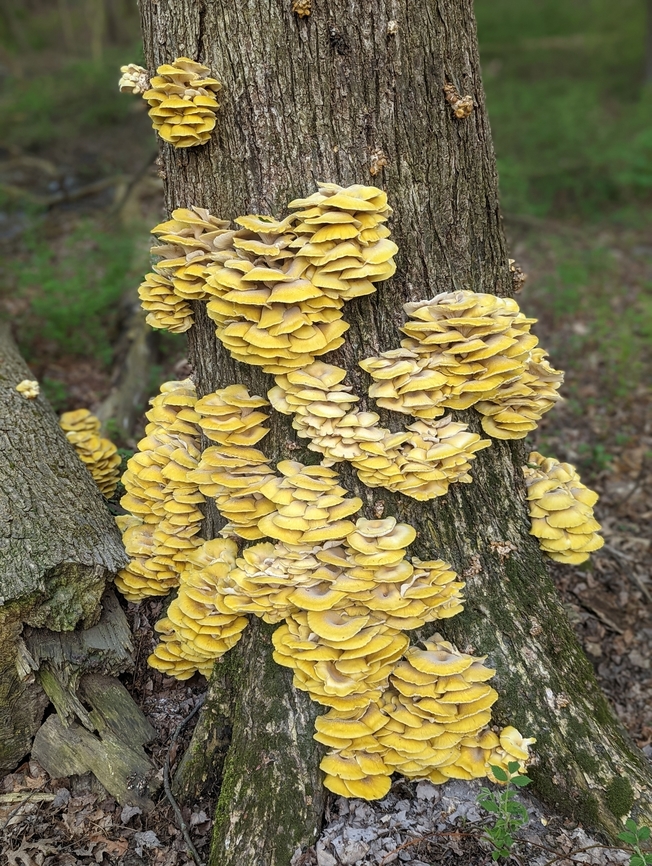 PXL_20220511_222835833.PORTRAIT_