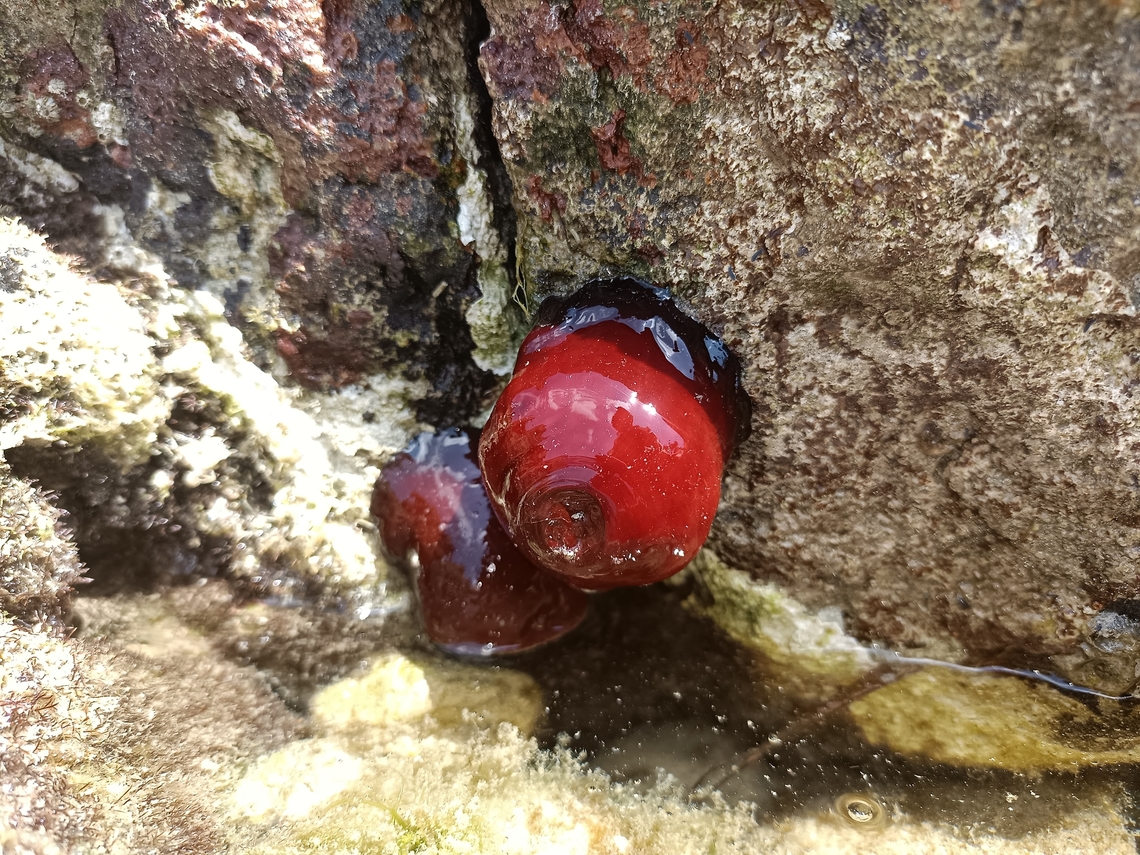 Common sea anemone Common sea anemone is a species of sea cnidar from the Actiniidae family, whose representatives resemble a flower in shape.  France,Geotagged,Spring