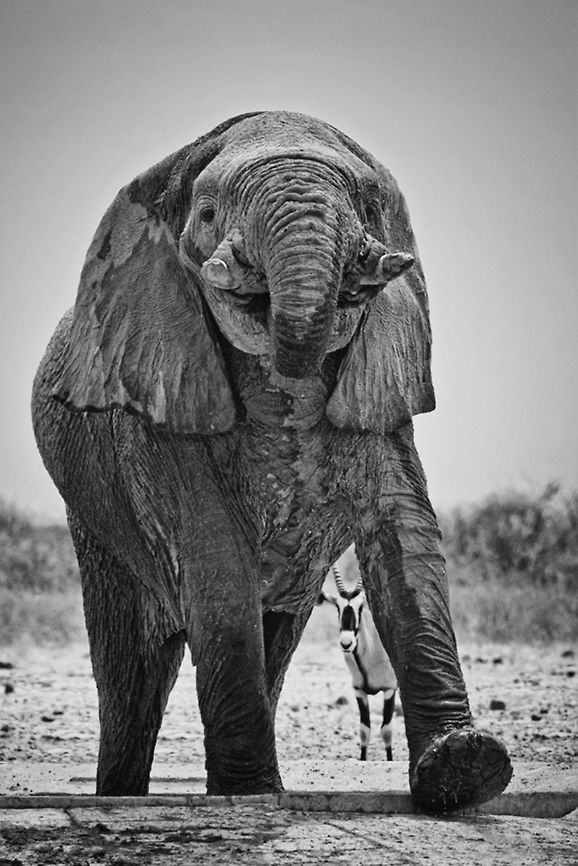 Elephant is the boss I&#039;m the boss! Get it! This elephant does not share. Africa,African Bush Elephant,African Elephant,Loxodonta africana,Mammalia,South Africa,b&w,etosha,namibia,waterhole