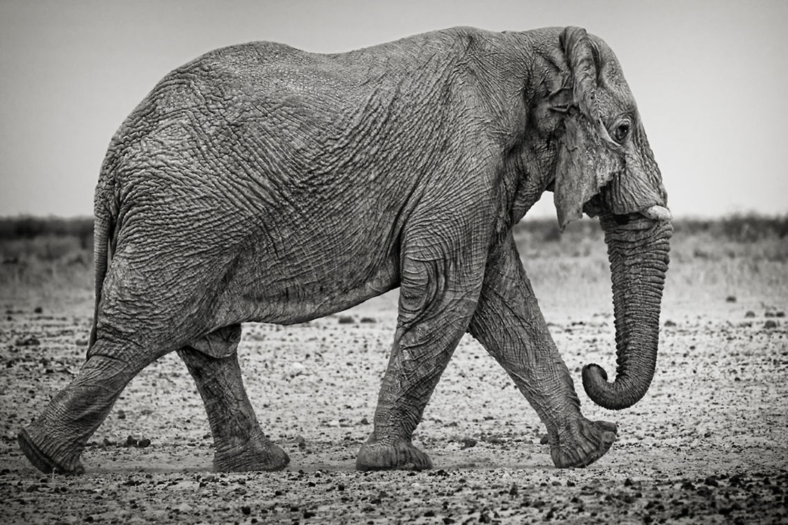 Elephant with a very strong determination A rogue elephant in Etosha in Namibia met African Bush Elephant,African Elephant,Loxodonta africana,South Africa,africa,b&w,etosha,namibia