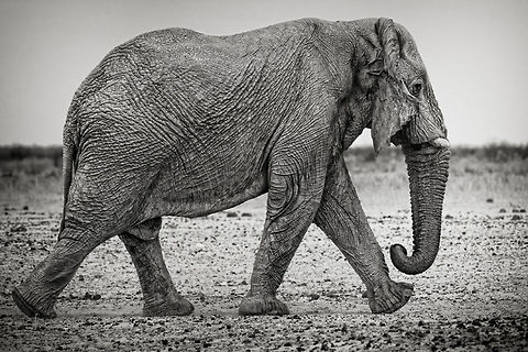Elephant with a very strong determination A rogue elephant in Etosha in Namibia met African Bush Elephant,African Elephant,Loxodonta africana,South Africa,africa,b&w,etosha,namibia
