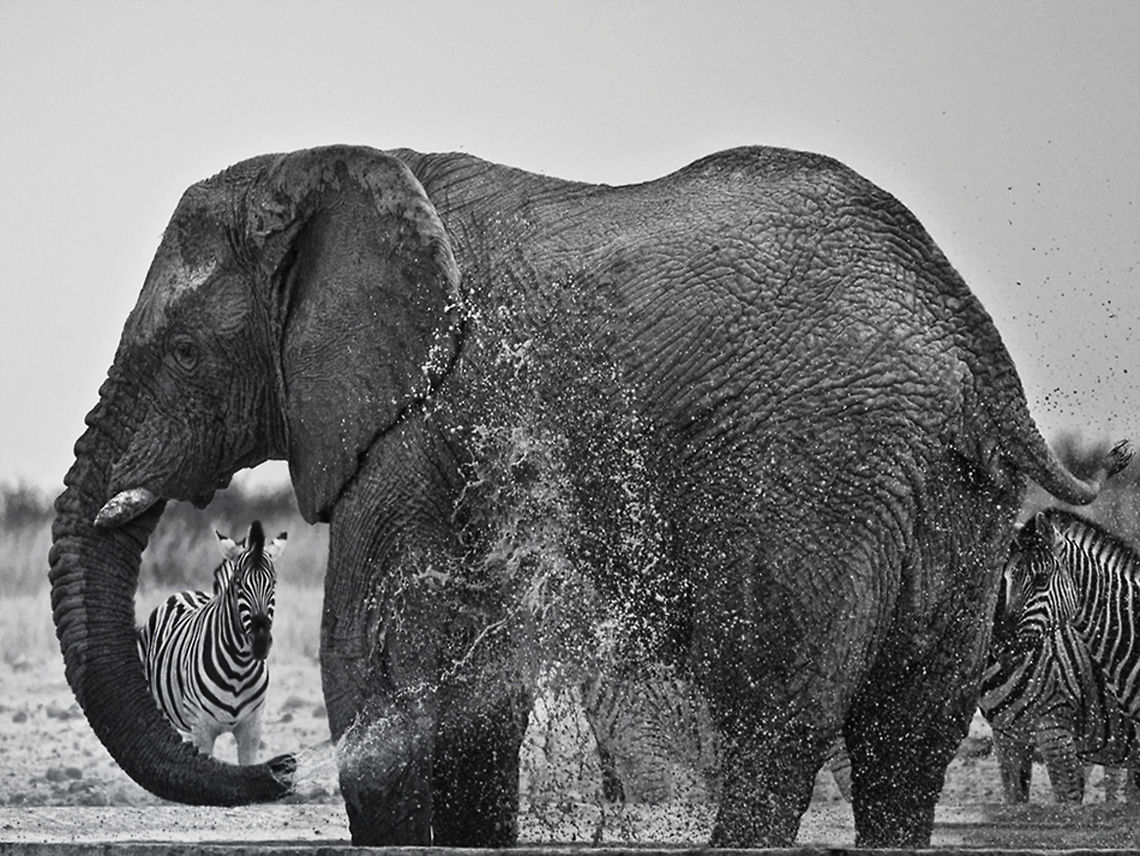 Elephant at waterhole This elephant does not share African Elephant,Equus quagga,Mammalia,South Africa,africa,b&w,etosha,namibia,waterhole,zebra