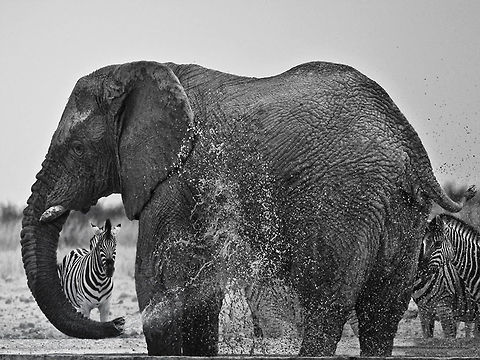 Elephant at waterhole This elephant does not share African Elephant,Equus quagga,Mammalia,South Africa,africa,b&w,etosha,namibia,waterhole,zebra