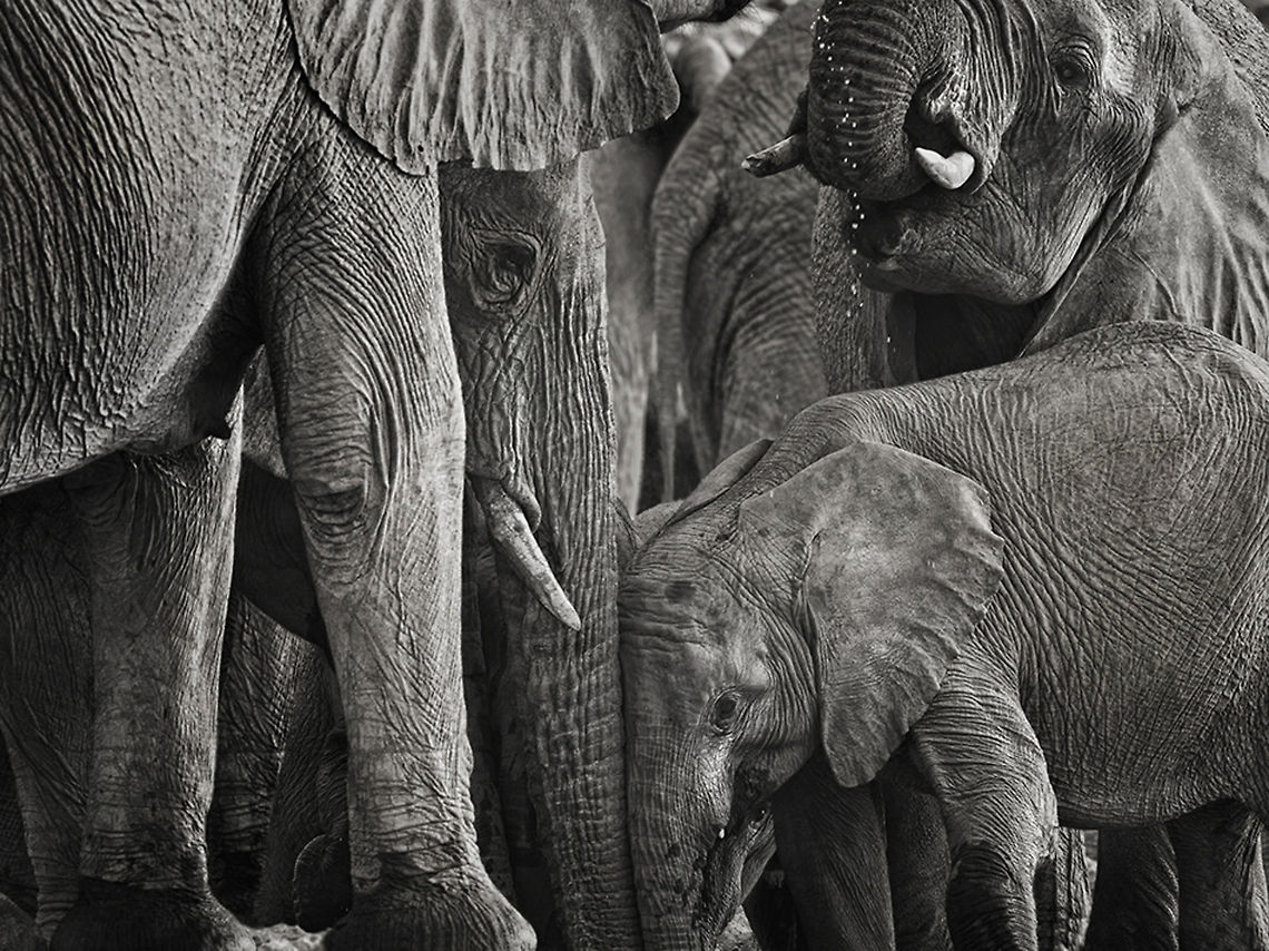 Elephant group in black and white At the waterhole, water that&#039;s life Africa,African Elephant,Eastern Africa,Elephant,Mammalia,b&w,etosha,namibia,waterhole
