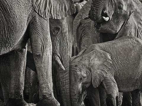 Elephant group in black and white At the waterhole, water that's life Africa,African Elephant,Eastern Africa,Elephant,Mammalia,b&w,etosha,namibia,waterhole