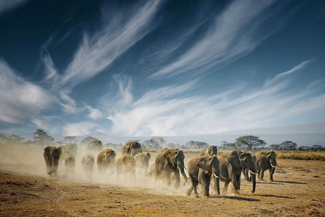 Elephant group travels, a very long thinking A wonderful meeting in Amboseli in Kenya Africa,African Bush Elephant,African Elephant,Eastern Africa,Elephant,Loxodonta africana,Mammalia,amboseli,kenya