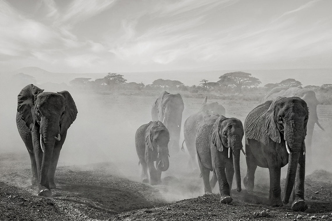 Elephant group, Babar's Family A wonderful meeting in Amboseli in Kenya African Bush Elephant,African Elephant,Eastern Africa,Loxodonta africana,Mammalia,africa,amboseli,b&w,kenya