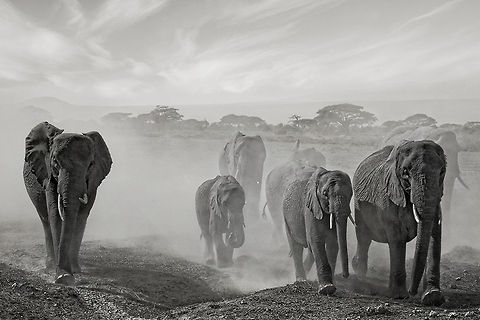 Elephant group, Babar's Family A wonderful meeting in Amboseli in Kenya African Bush Elephant,African Elephant,Eastern Africa,Loxodonta africana,Mammalia,africa,amboseli,b&w,kenya