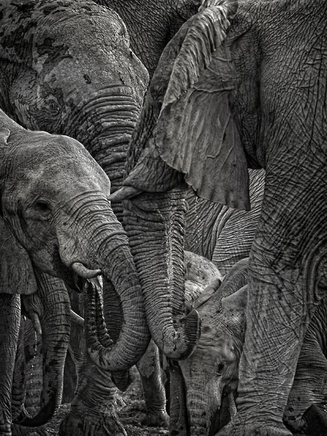 Elephants in mixed At the waterhole, water that's life African Bush Elephant,African Elephant,Loxodonta africana,South Africa,Waterhole,b&w,etosha,namibia