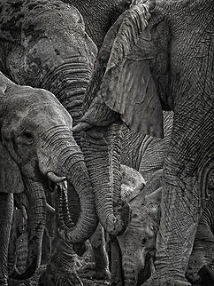 Elephants in mixed At the waterhole, water that's life African Bush Elephant,African Elephant,Loxodonta africana,South Africa,Waterhole,b&w,etosha,namibia