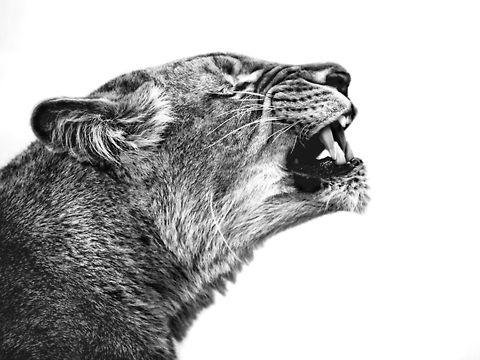 Impressive lion Great black and white sideview shot of a female lion with open mouth. Africa,Big Cats,Carnivora,Eastern Africa,lion,lionnes,tanzania,tarangire