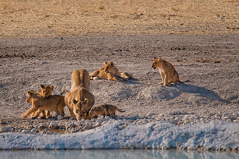 Female lion and cubs drinking A female lion and its cubs group around the side of a river for a drink. Big Cats,Carnivora,South Africa,africa,cub,etosha,lion,lionnes,namibia,waterhole