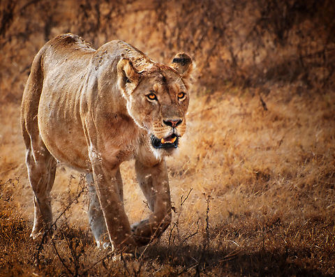 The Lionne of N'Gorongoro A lioness with a full stomach pads gently through the dry grass. Africa,Big Cats,Carnivora,Eastern Africa,lion,lionnes,n'gorongoro,tanzania