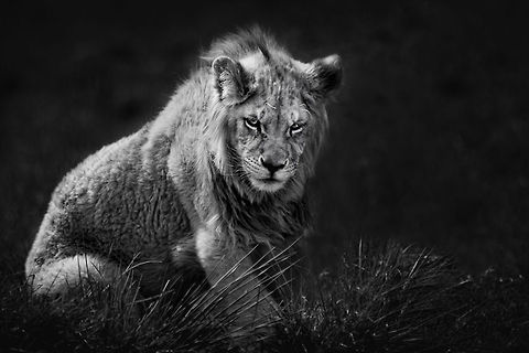 Impressive male lion cub A black and white photo of a young male lion cub. Big Cats,Carnivora,Eastern Africa,africa,cub,lion,tanzania,tarangire
