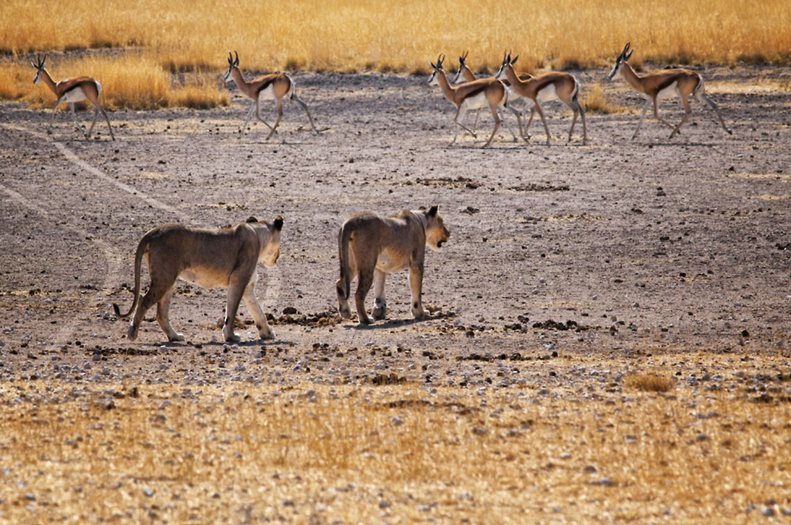 Lunch is in sight for Lions Two female Lions observe their target of lunch, a group of Gazelle. Africa,Big Cats,Carnivora,Eastern Africa,etosha,lion,lionnes,namibia