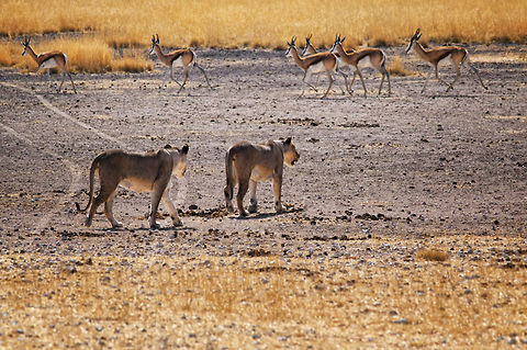 Lunch is in sight for Lions Two female Lions observe their target of lunch, a group of Gazelle. Africa,Big Cats,Carnivora,Eastern Africa,etosha,lion,lionnes,namibia