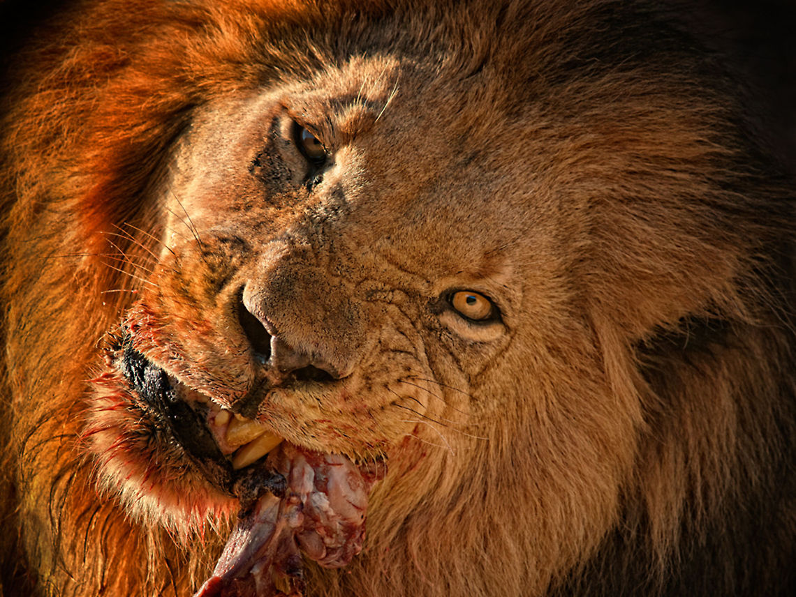 Male lion crushing bones Male lion eating after a kill. Big Cats,Carnivora,Eastern Africa,africa,etosha,lion,namibia