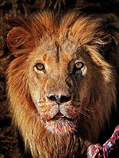 Lion in Etosha Adult male lion portrait after a meal. Big Cats,Carnivora,South Africa,africa,etosha,lion,namibia