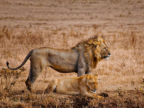 Beautiful Lion couple Great closeup shot of an adult male and female lion closely bonding together. Africa,Big Cats,Carnivora,Eastern Africa,lion,lionnes,n'gorongoro,tanzania