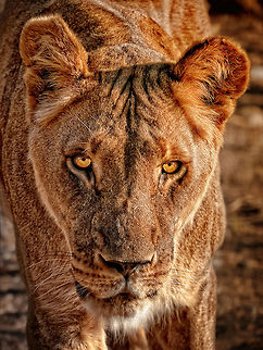 Portait of a lioness, beautiful meeting A headshot of a lioness. Big Cats,Carnivora,South Africa,africa,etosha,lion,lionnes,namibia