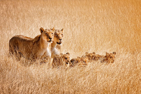 Lion family on a cat walk Two lionesses with cubs in long dry grass. Africa,Big Cats,Carnivora,South Africa,cub,etosha,lion,lionnes,namibia