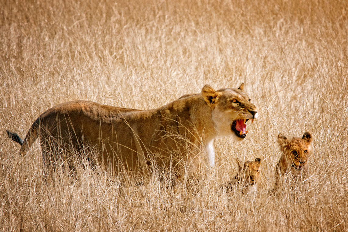 Female lion protects cubs Lioness and two cubs. Africa,Big Cats,Carnivora,South Africa,cub,etosha,lion,lionnes,namibia