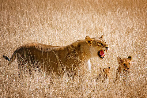 Female lion protects cubs Lioness and two cubs. Africa,Big Cats,Carnivora,South Africa,cub,etosha,lion,lionnes,namibia