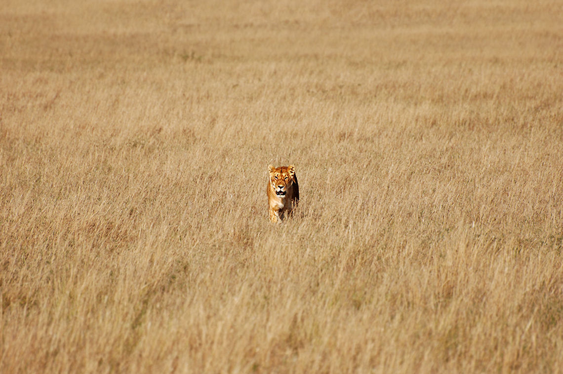 Lion of Masaai Mara Female lion of Masaai Mara walks in the dry grass. Africa,Big Cats,Eastern Africa,Maasai Mara,kenya,lion,lionnes
