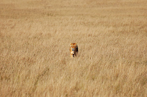 Lion of Masaai Mara Female lion of Masaai Mara walks in the dry grass. Africa,Big Cats,Eastern Africa,Maasai Mara,kenya,lion,lionnes