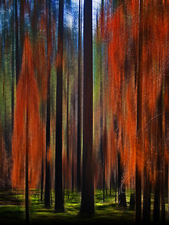 American history Tree 1 Abstract photograph of trees in Yosemite with wonderful colors. Abstract,California,United States,Yosemite,tree