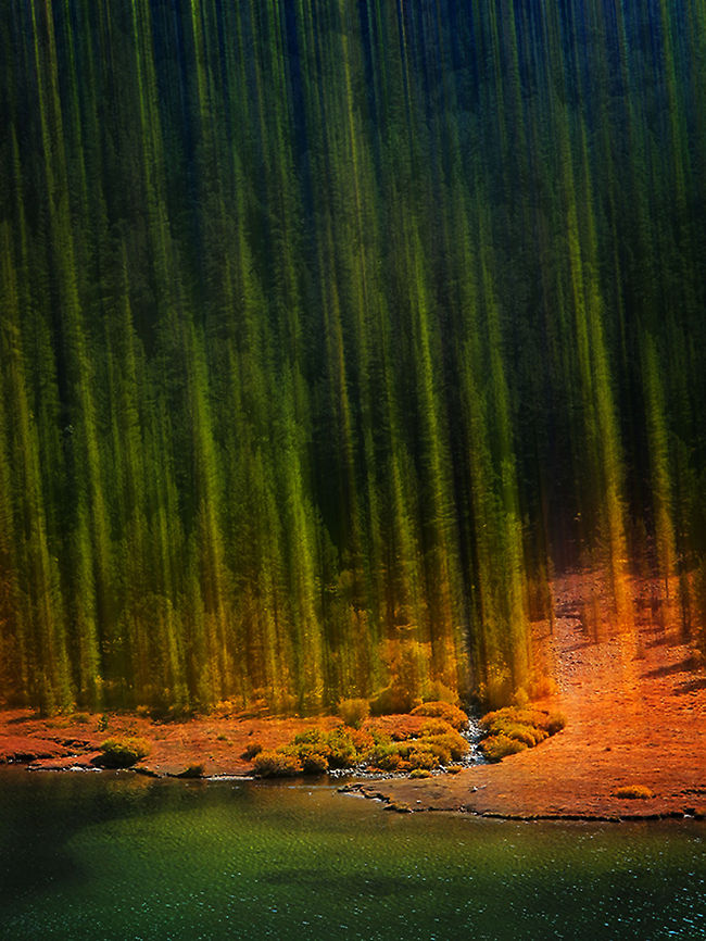 American history Tree 2 Abstract photo of trees in Yosemite, California. Abstract,California,United States,Yosemite,tree