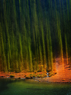 American history Tree 2 Abstract photo of trees in Yosemite, California. Abstract,California,United States,Yosemite,tree