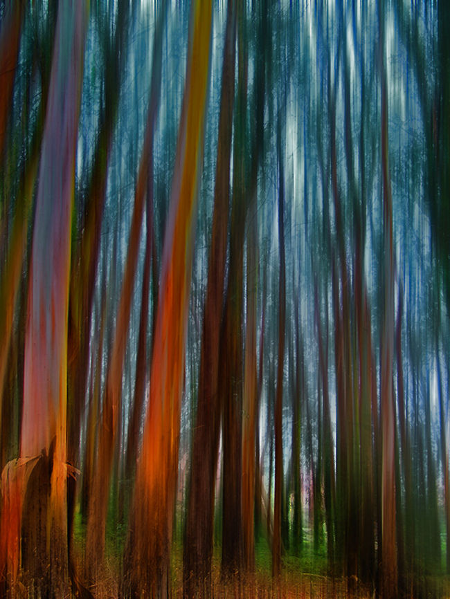 American history Tree 3 Abstract portrait photograph of trees in Yosemite. California,United States,Yosemite,tree
