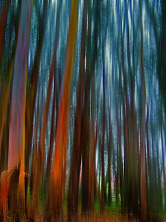 American history Tree 3 Abstract portrait photograph of trees in Yosemite. California,United States,Yosemite,tree